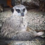 Bardar Zoo Club